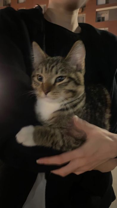 Котенок бесплатно