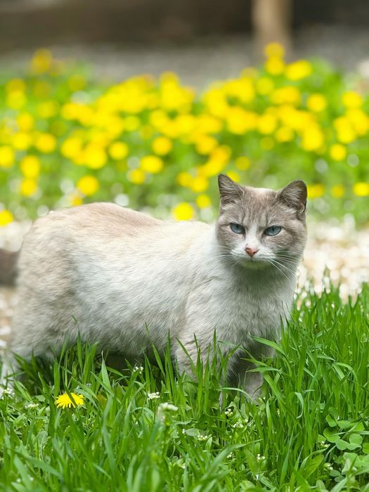 Котята ищут любящий дом