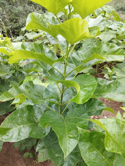 Фиданки от каталпа