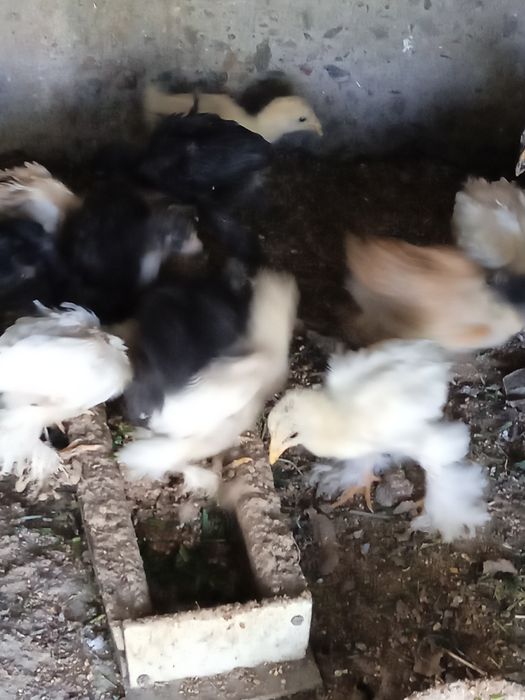 Продаются петух и цыплята