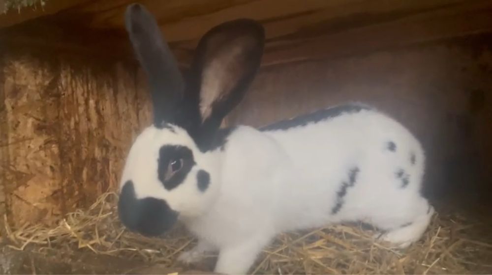 Iepuri diferite rase