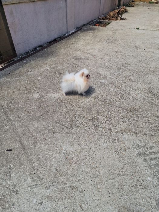 Fetita pomeranian