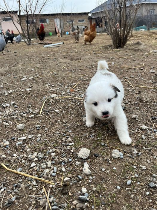 Отдам щенков даром