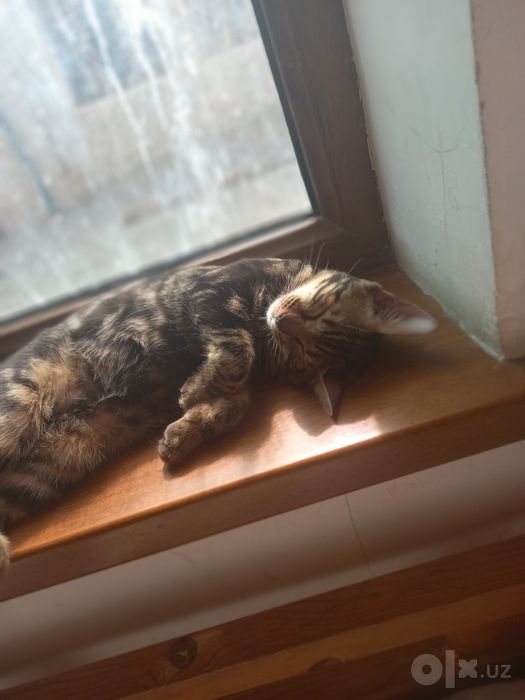 Bengalskiy mushuk