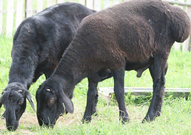 Қўйлар тирик вазнда ва сўйиб бериш хизматлари