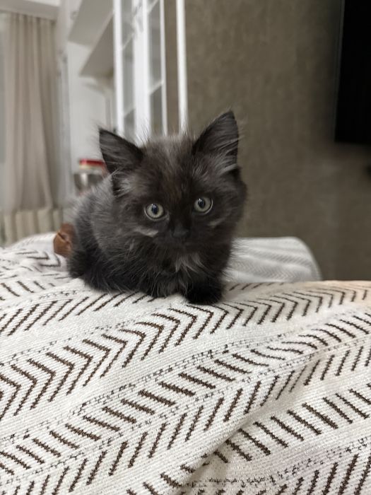 Отдам котенка в добрые руки.