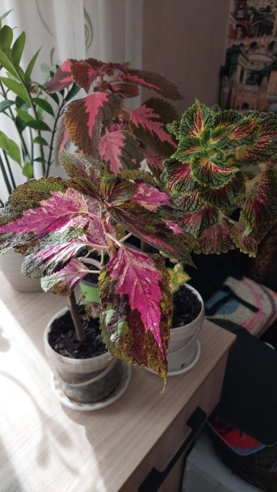 Комнатные цветы ,растения