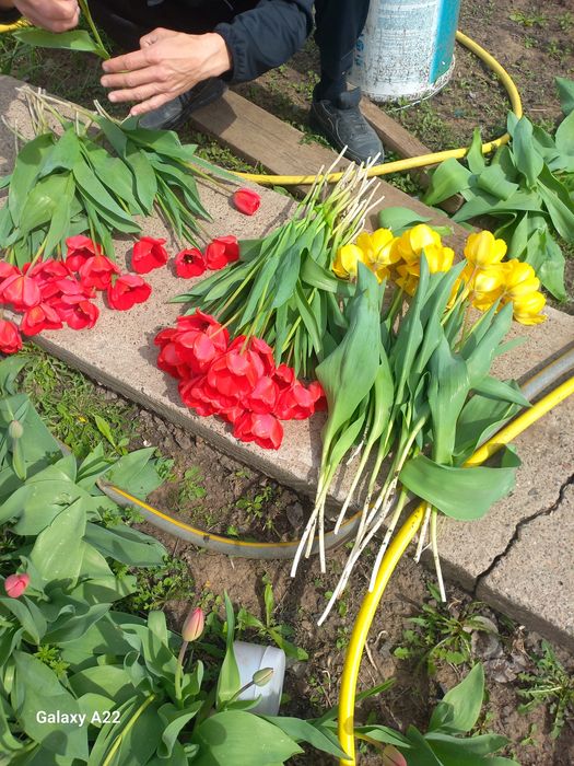 Қызғалдақ сатылады