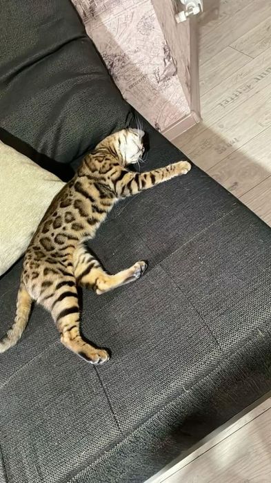 Продам бенгальского кота