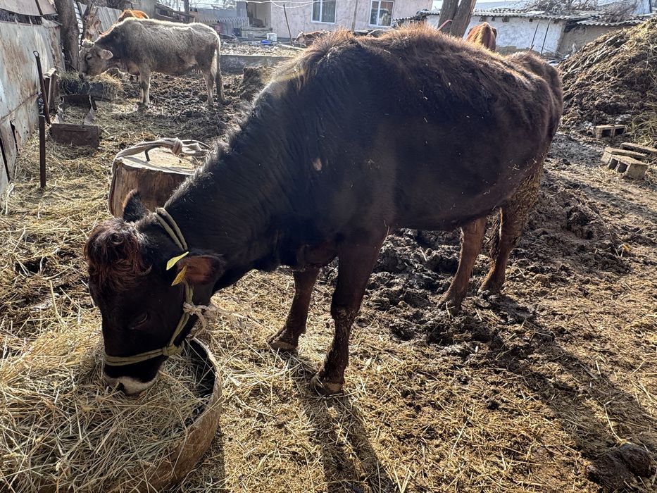 Сиыр, бұзауымен бірге