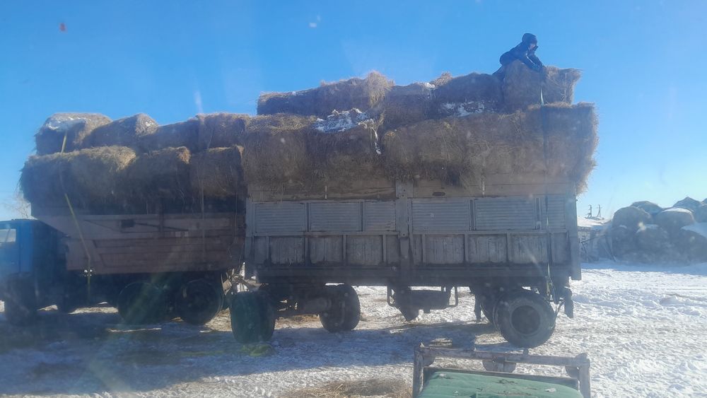 Продам сено луговой