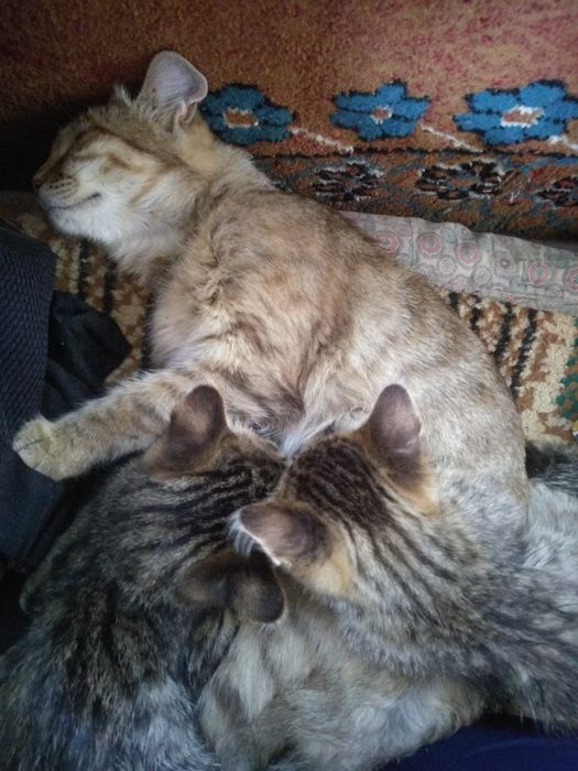 Камышовые котята.