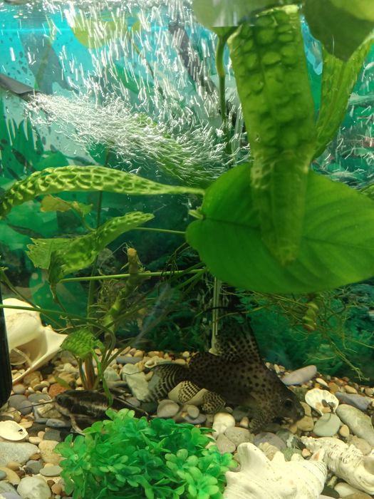 Продам действующий аквариум в сборе