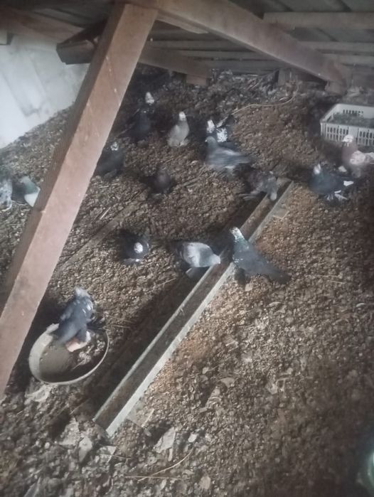 Продам голубей порода сочи