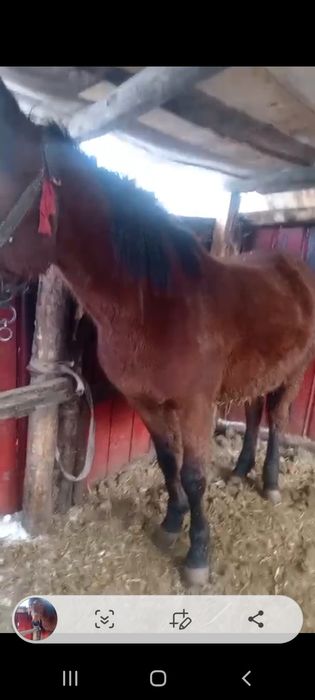 Продам кабыл две штуки