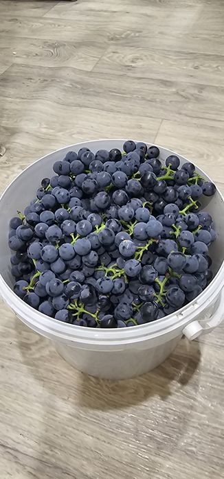Продам виноград дачный