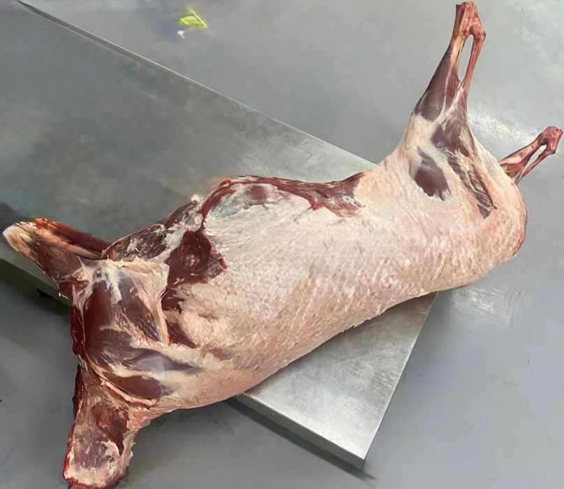 Ақбөкен еті, киік, сайгак