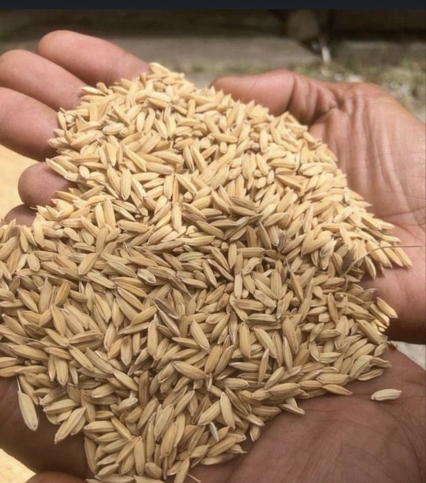 Арпа  сатылады……