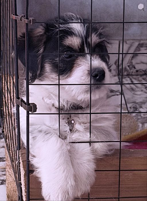 Catel havanez,detali in privat (300)