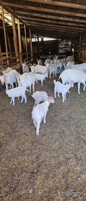 Capre saanen cu pedigree