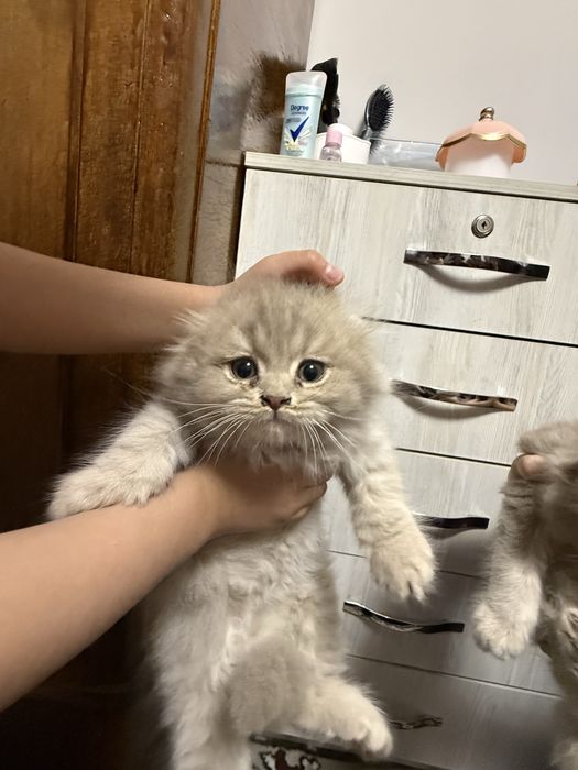 Продается котёнок