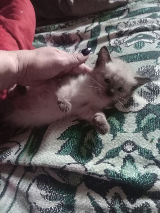 Одам котят в добрые руки,срочно