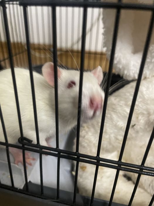 крыски, клеткиии