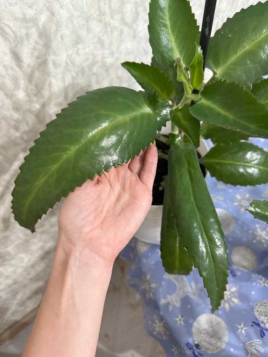 Каланхоэ лечебная Дегремона