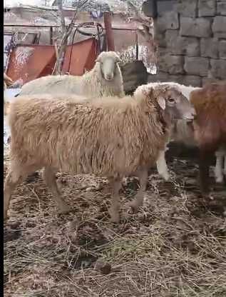 Продам баранчик 9 мес.