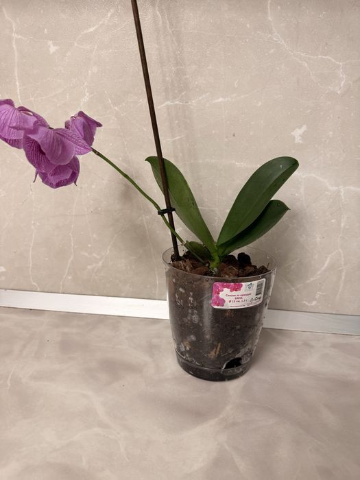 Орхидея Дендробиум/Dendribium и Фаленопсис/Phalaenopsis