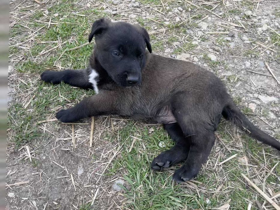 Малиноа, Белгийска Овчарка