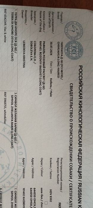 Шикарный кобель чихуахуа. Вязка.