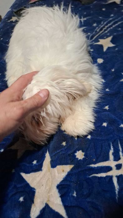 Cîine Bischon Maltez