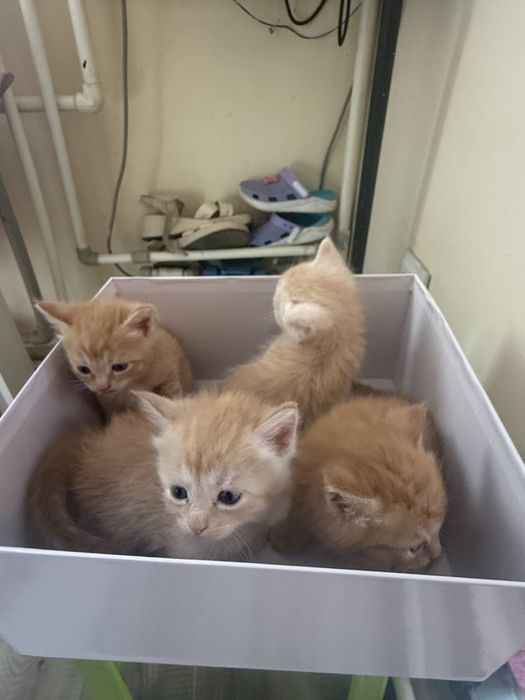 отдам котят в хорошие руки