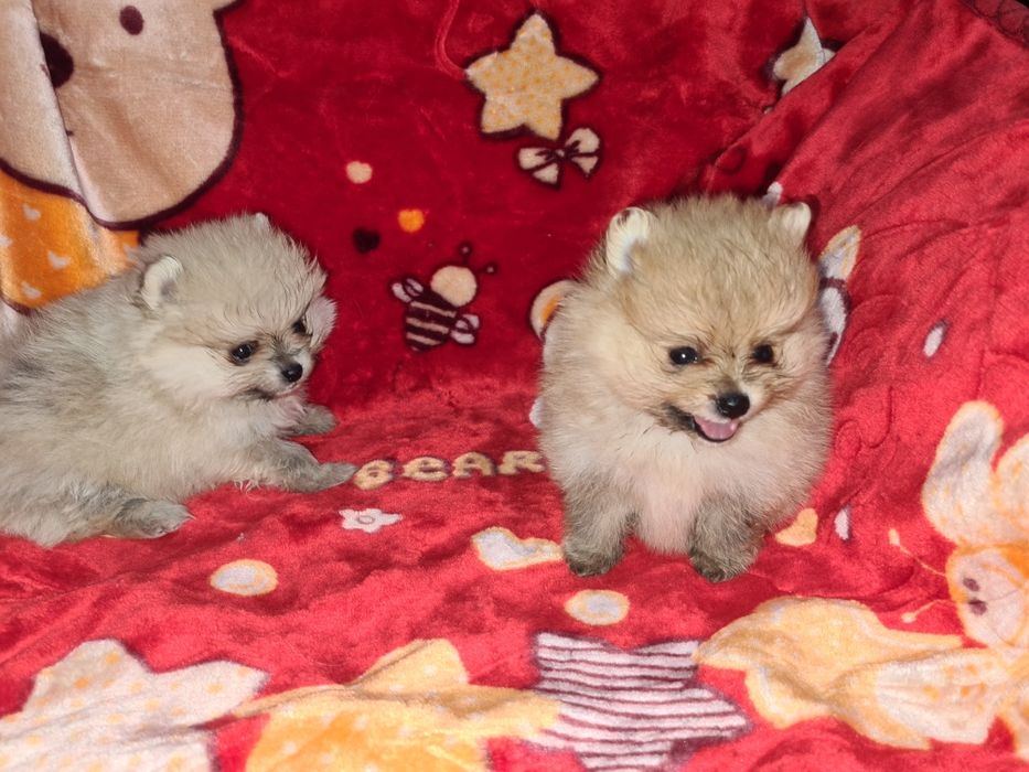 Продам очаровательных щенков шпица.