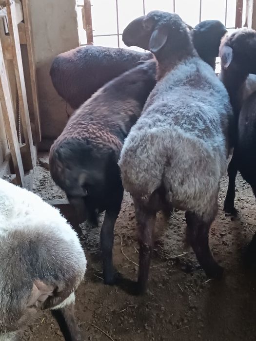 Саулықтар сатылады