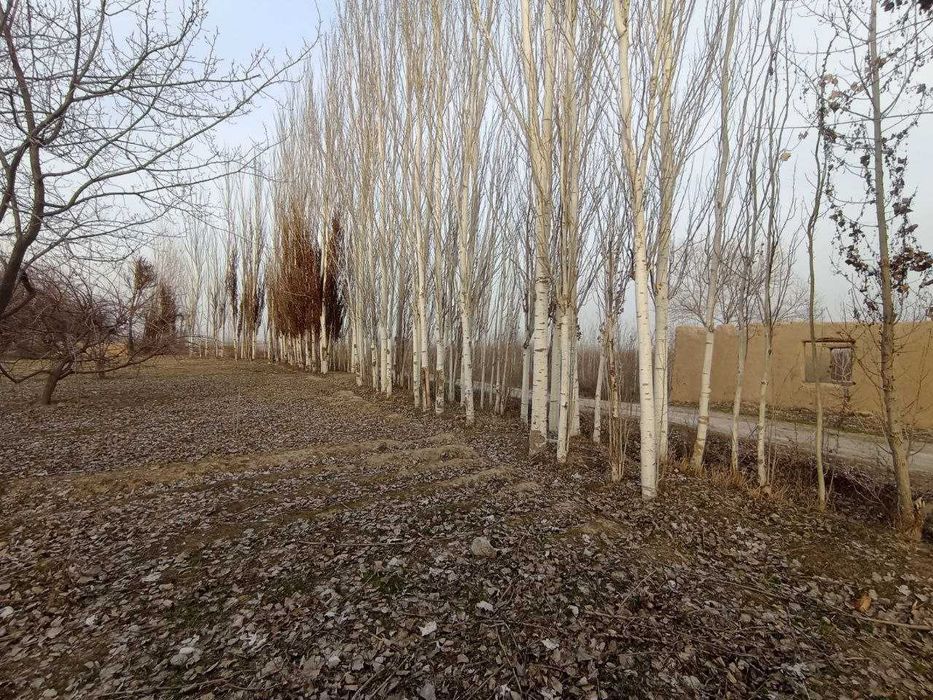 Тераклар сотилади