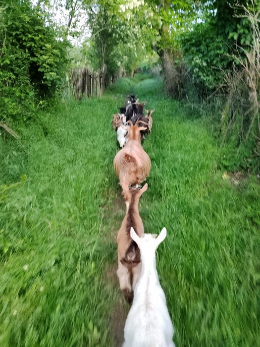 Capre bune de lapte