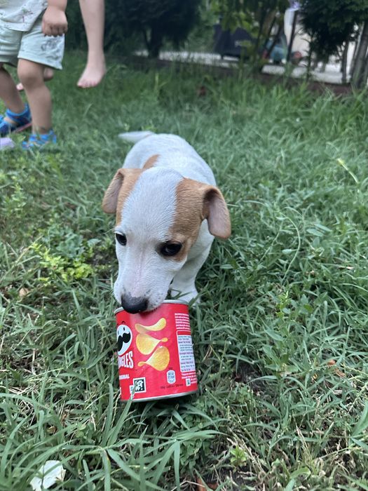 Jack russell terrier pui