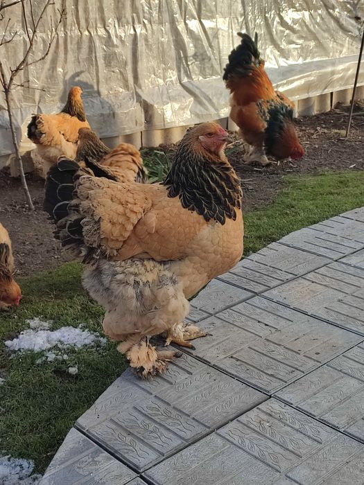 Цыплята Брама палевая