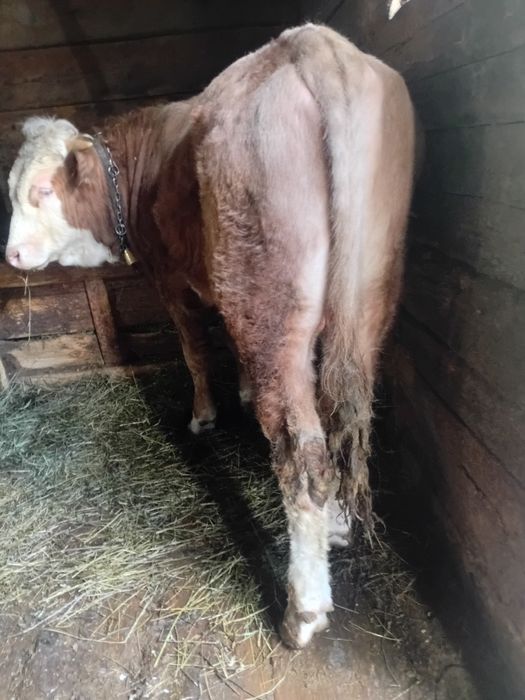 Taurus baltata romaneasca