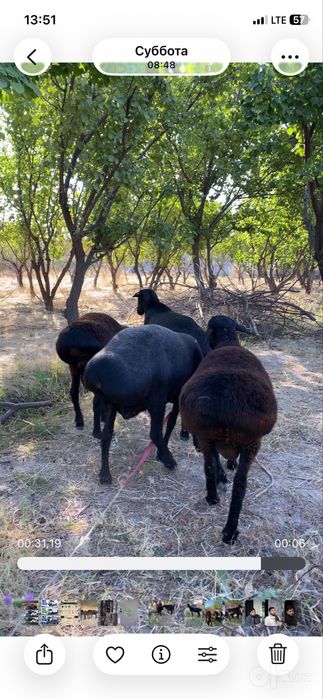 Nasili zotdor qoyla sotiladi ota sifatli  udar