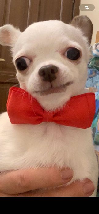 Передержка собачек за 3 тыс тг