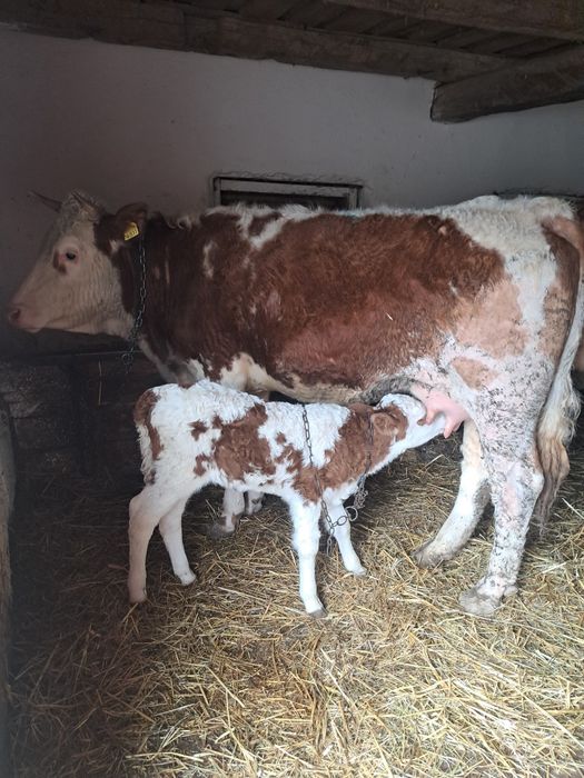 Vaca recent fatata si juninca