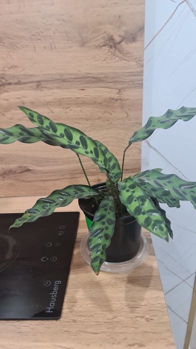 Продам  цветочки