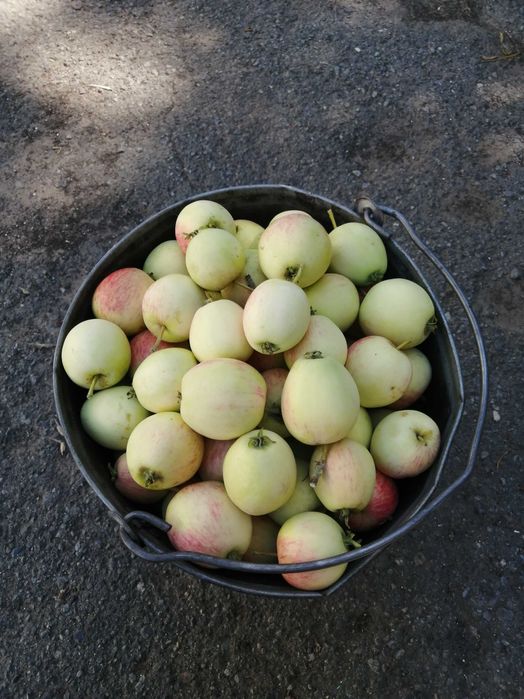 Продам    яблоки