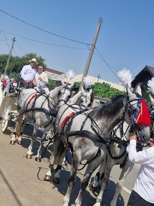 Trasura Nunta Mireasa Cai Foto Video