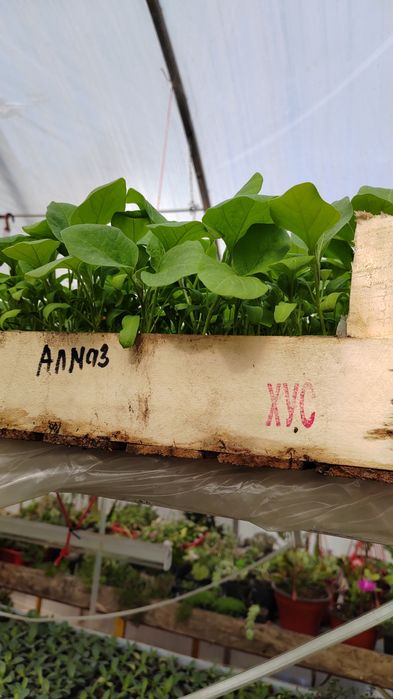 Рассада томатов перца баклажан огурец