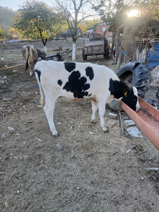 Vînd vițea holstein