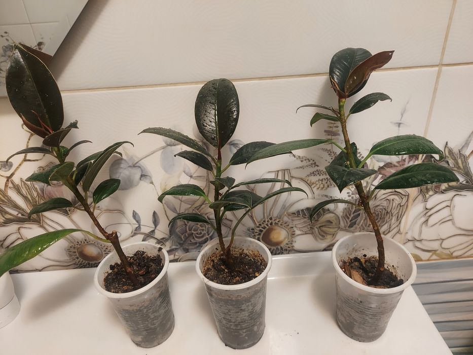 Фикус древовидный